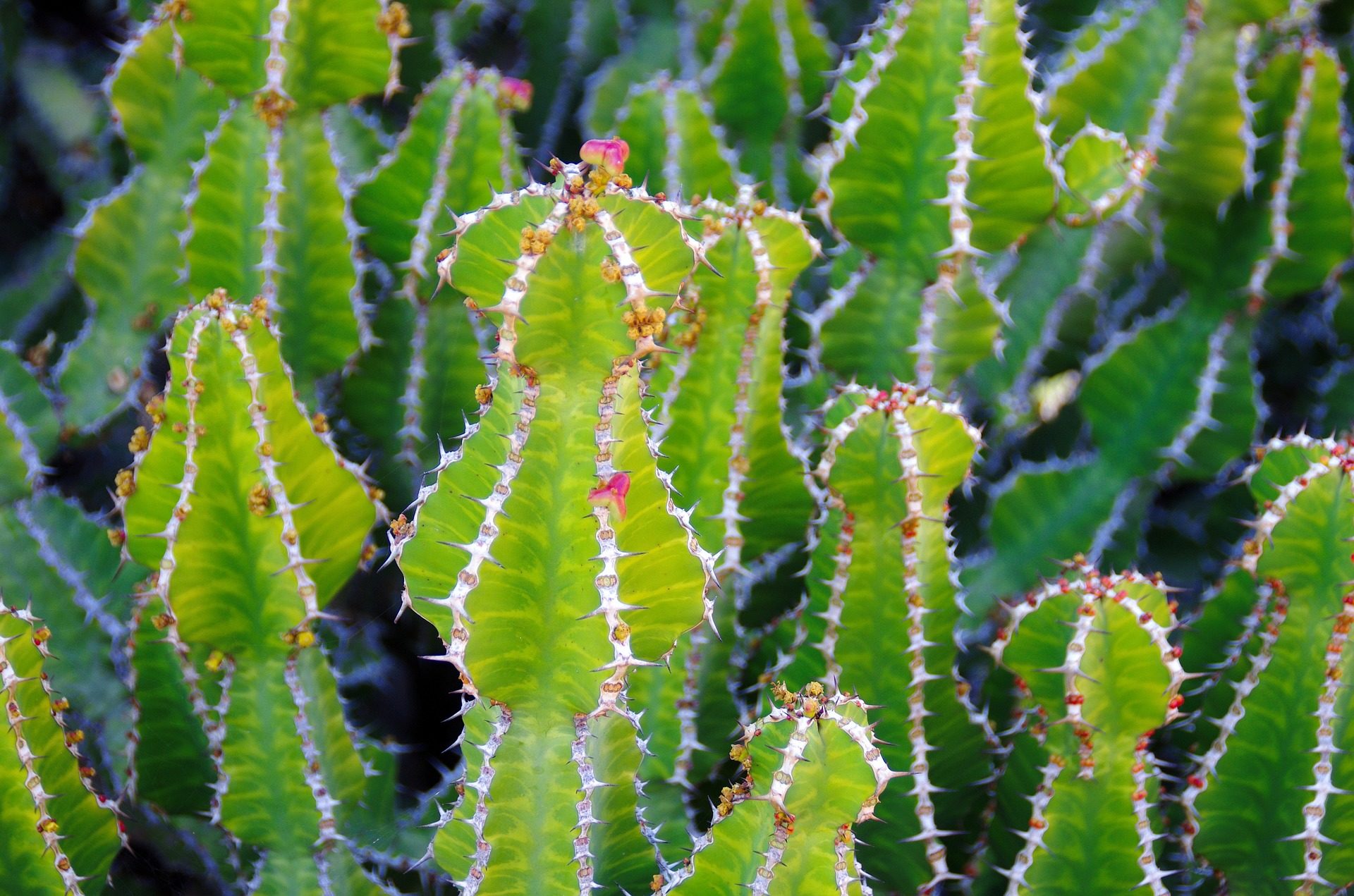 cactus jardin espinas pinchos plantas exoticas Fondos de Pantalla HD professor falken
