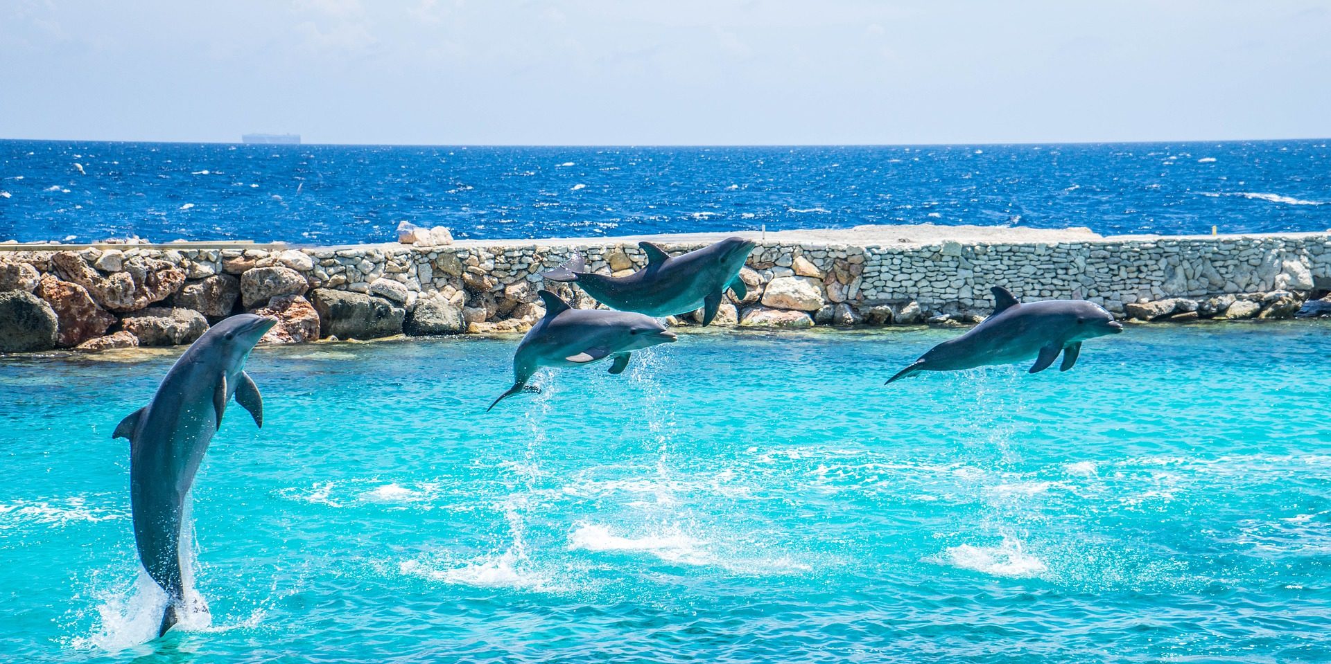 Fondo de Pantalla de Delfines, Saltos, Piruetas, Cetáceos 